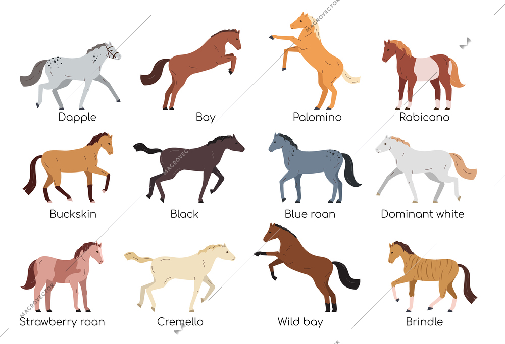 Horses of various breeds and color flat set isolated against white background vector illustration