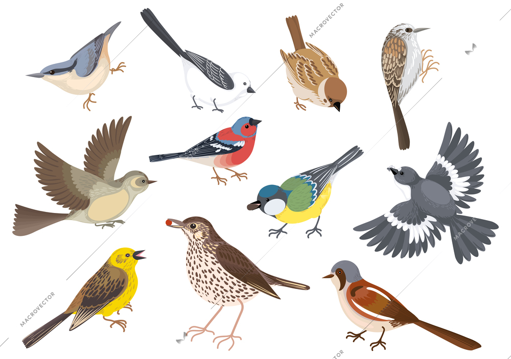 Birds cartoon set with isolated images of various wild birds of different color and feather shape vector illustration