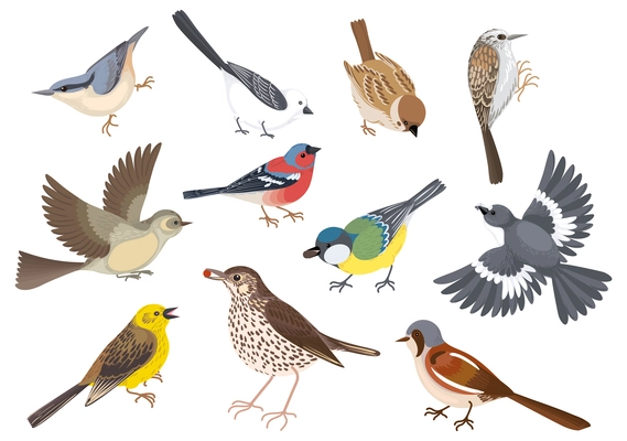 Birds cartoon set with isolated images of various wild birds of different color and feather shape vector illustration