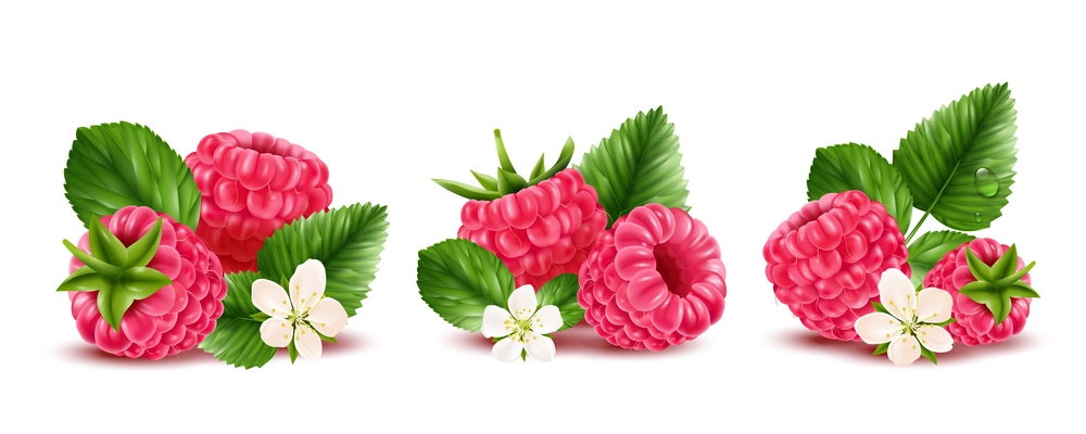 Ripe raspberry berries with flowers and leaves three realistic compositions isolated on white background vector illustration