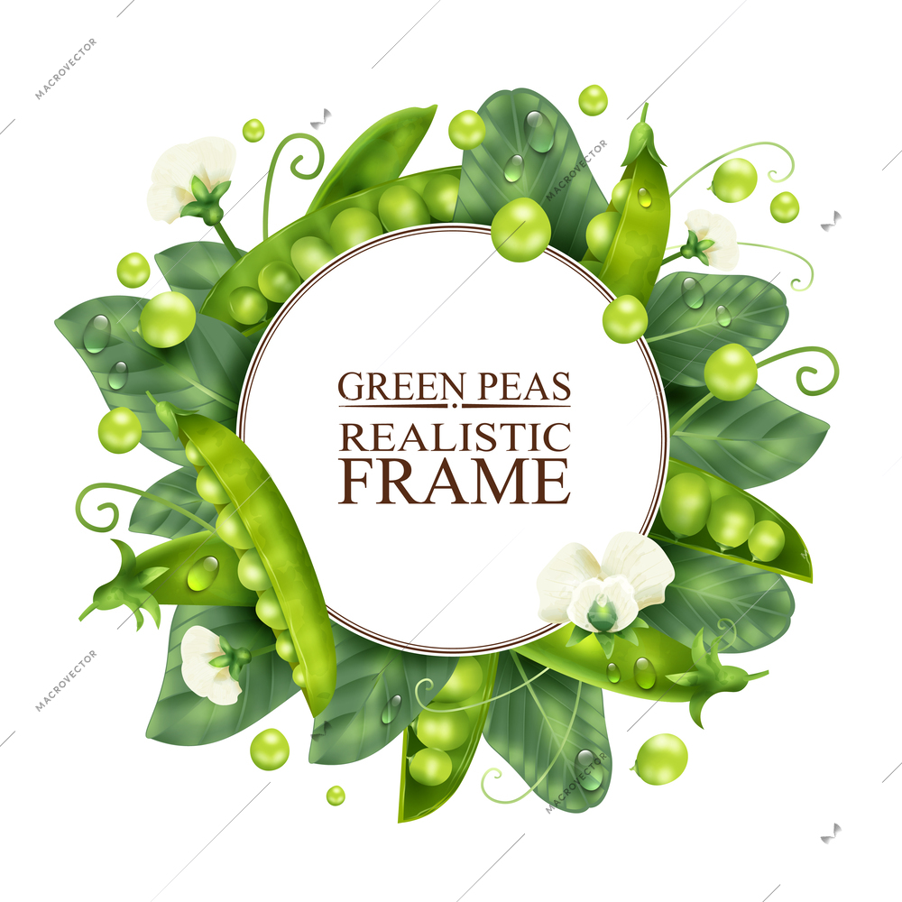 Realistic peas frame with greeen beans and plant flowers on white background vector illustration