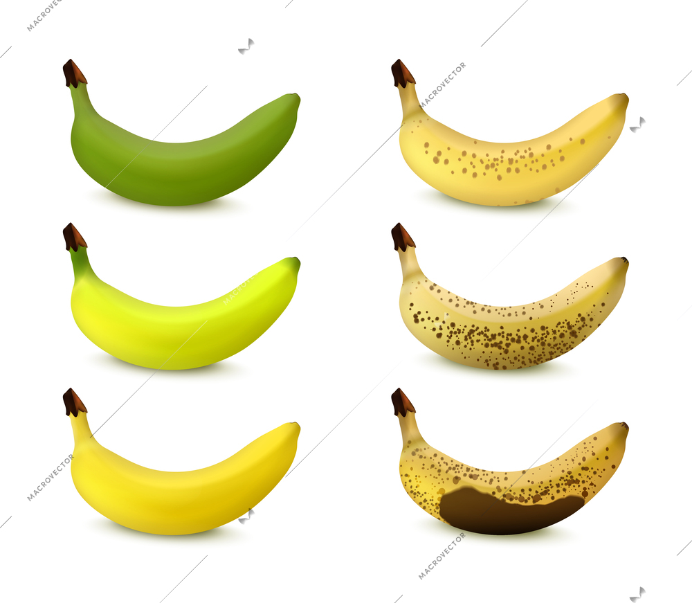 Banana ripening stages from green to ripe and darkened isolated on white background realistic vector illustration