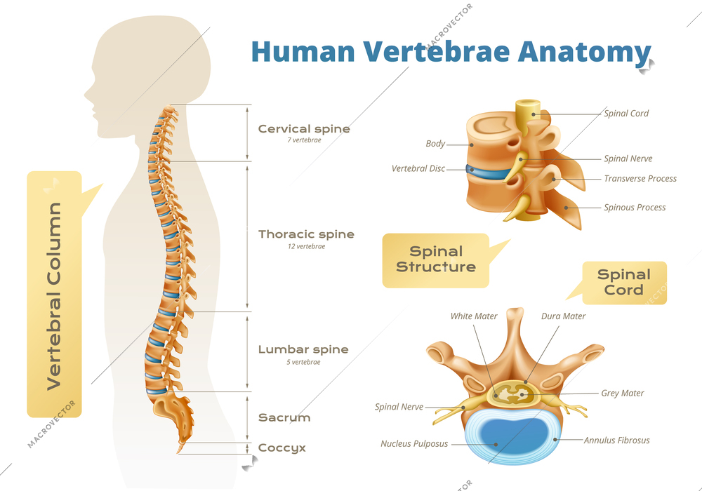 Vertebrae spinal cord anatomy infographics with set of isolated scientific images human body silhouette and text vector illustration