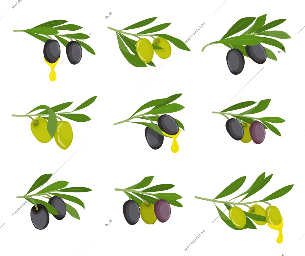Olives flat icon set black and green olives on branches and oil on them vector illustration