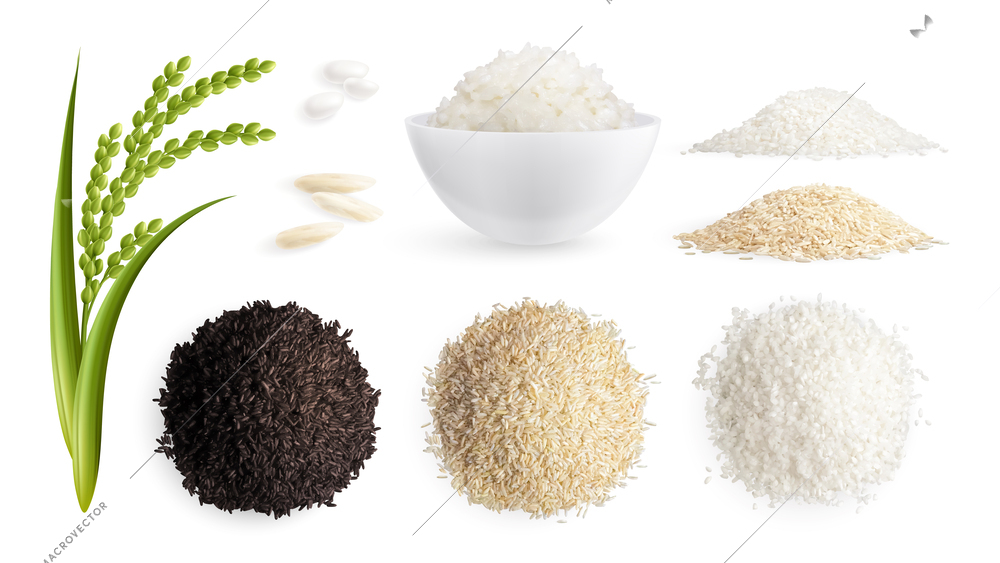 Paddy realistic set of mounds rice of different types decorated with green sprout isolated vector illustration