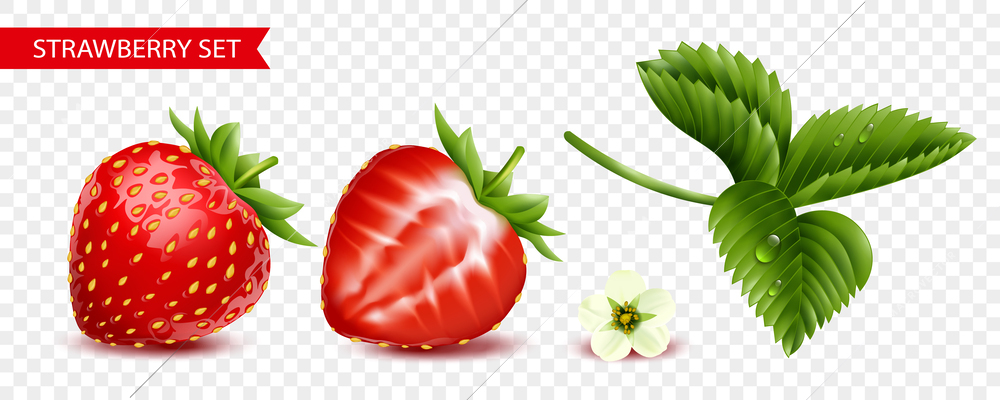 Strawberry transparent set of isolated red whole and cut berries white flower and green branch realistic vector illustration