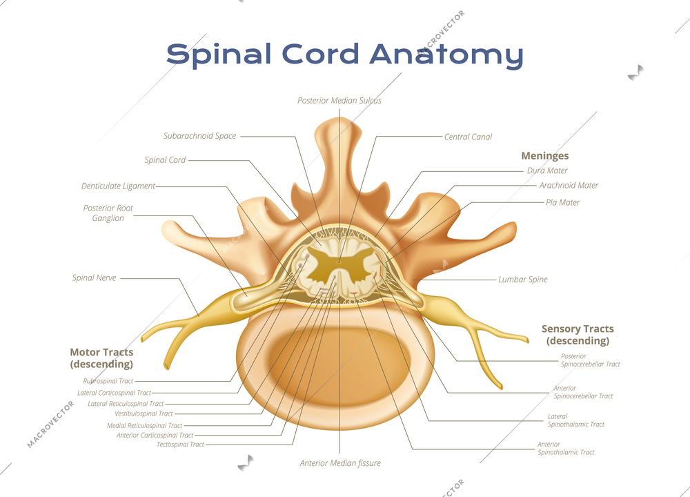 Vertebrae spinal cord anatomy infographics with profile view of meninges motor and sensory tracts with text vector illustration