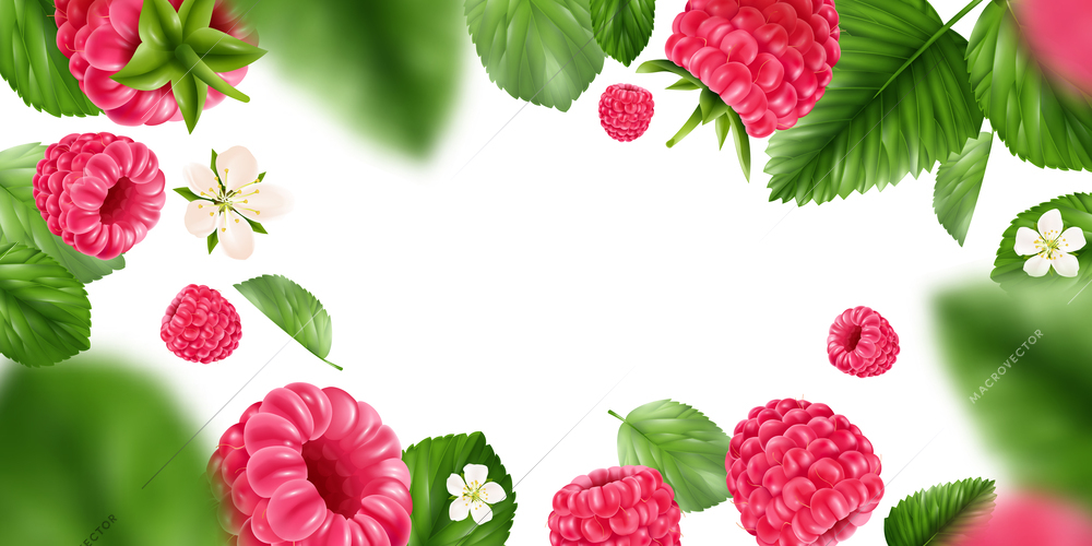 White background bordered with  berries flowers and leaves of ripe tasty raspberry realistic vector illustration