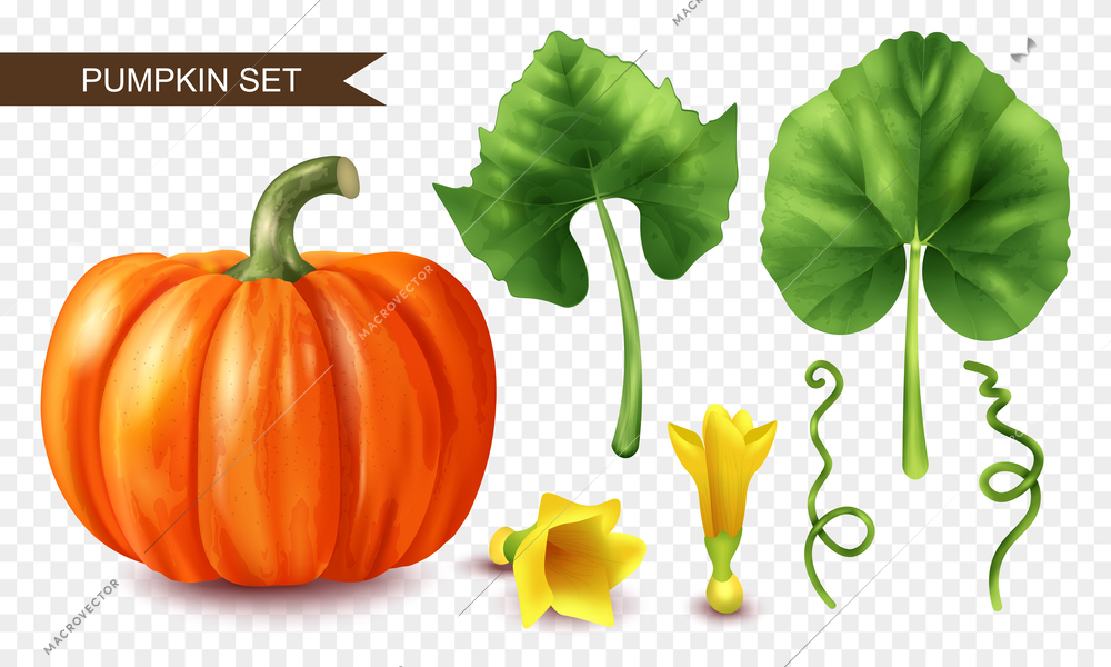 Realistic pumpkin icons set with ripe fruit flowers and leaves on transparent background isolated vector illustration