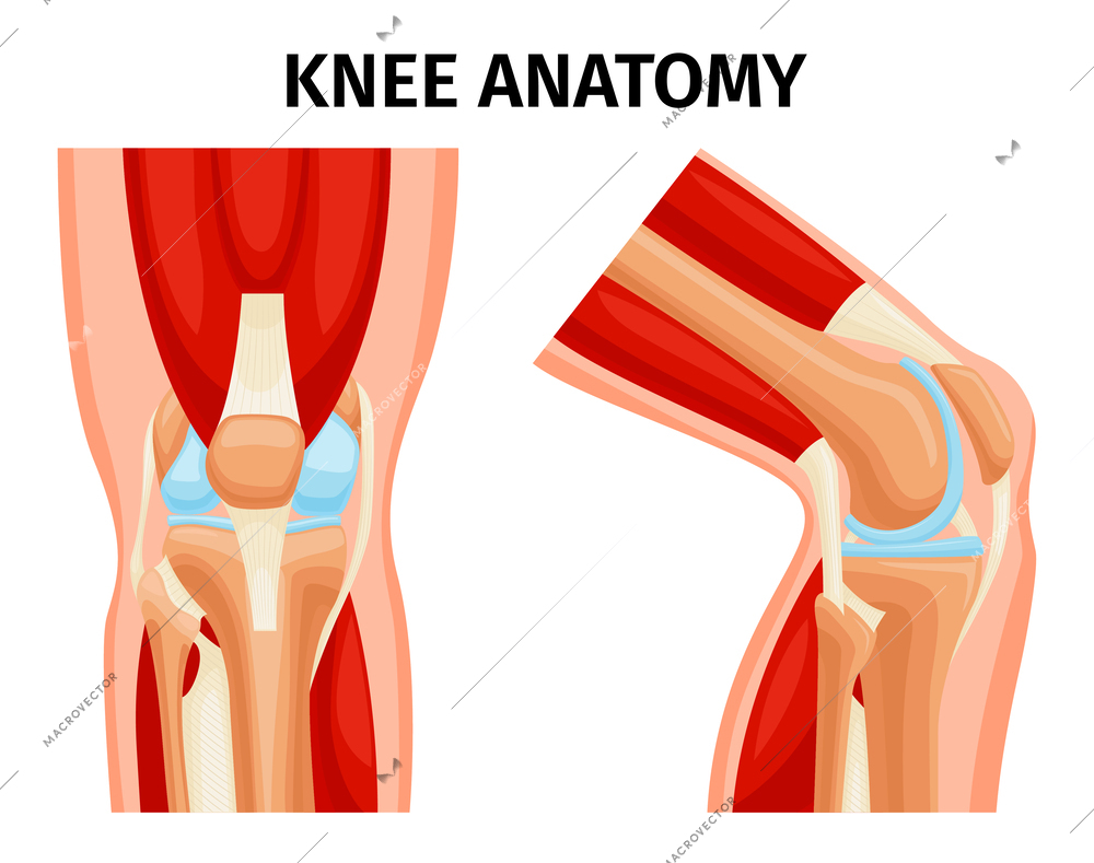 Healthy human knee joints anatomy front and side views realistic set isolated vector illustration