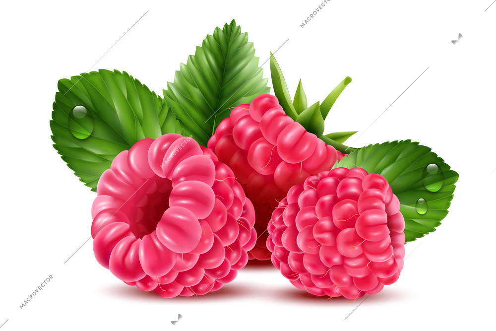 Realistic raspberry composition with fresh ripe berries and grean leaves on white background vector illustration