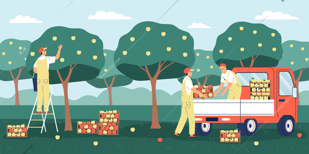 Men picking ripe apples in garden and loading boxes into van flat vector illustration