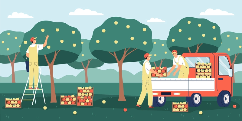 Men picking ripe apples in garden and loading boxes into van flat vector illustration