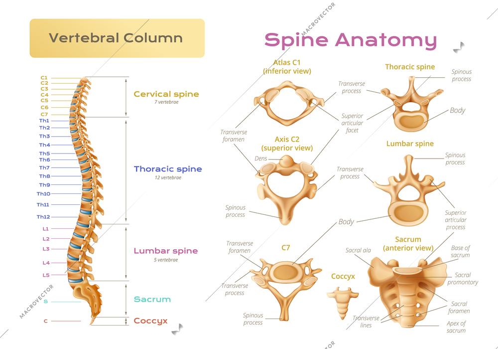 Vertebrae spinal cord anatomy infographics with scientific image of vertebral column with pieces of spine explained vector illustration