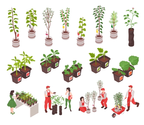 Isometric nursery garden icons set with plants and trees in pots isolated vector illustration