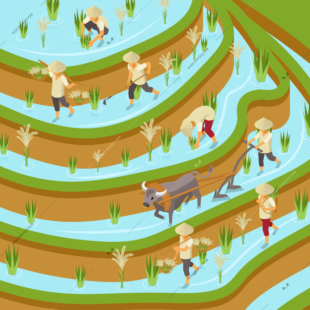 Rice production isometric composition with outdoor view of paddy field with gathering workers bulls and plows vector illustration