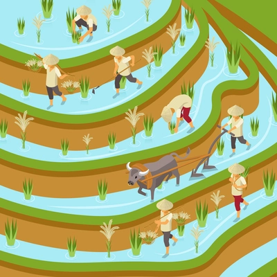 Rice production isometric composition with outdoor view of paddy field with gathering workers bulls and plows vector illustration