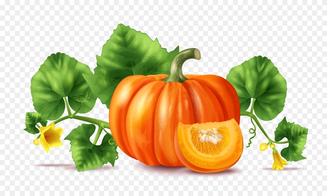 Realistic pumpkin liana with flowers on transparent background vector illustration