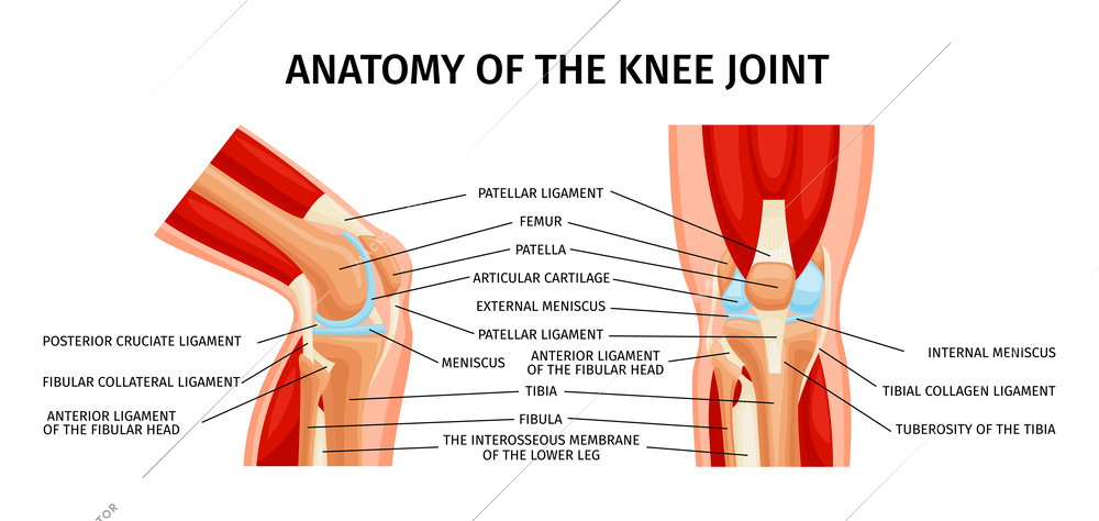 Healthy knee joint anatomy front and side view diagram realistic infographics with labelled parts vector illustration