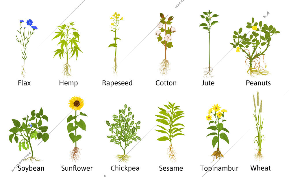 Technical flowers plants set with flat isolated icons of flax cotton jute and other usable plants vector illustration