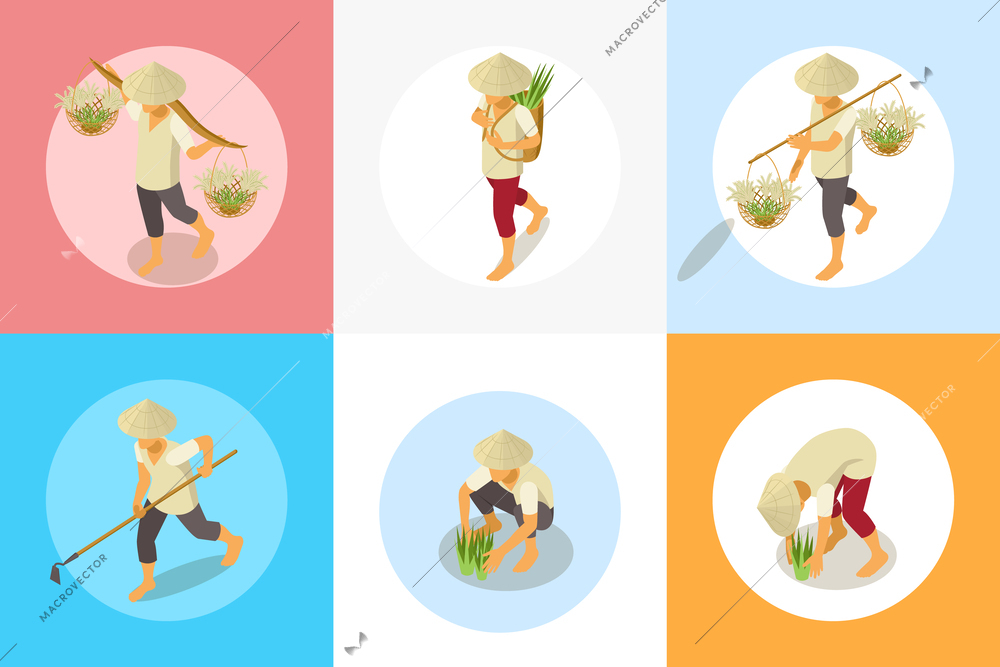 Rice production isometric set of circle compositions with characters of workers with tools gathering plant seeds vector illustration