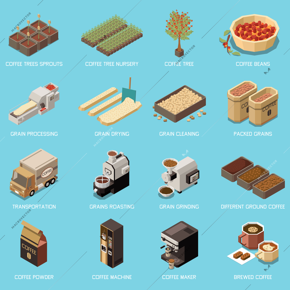 Coffee production industry isometric icons set of coffee trees sprouts beans drying cleaning packed and transportation grains isolated vector illustration