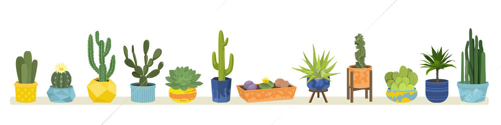 Cactuses flat colored concept cacti of different varieties in pots stand in a line vector illustration