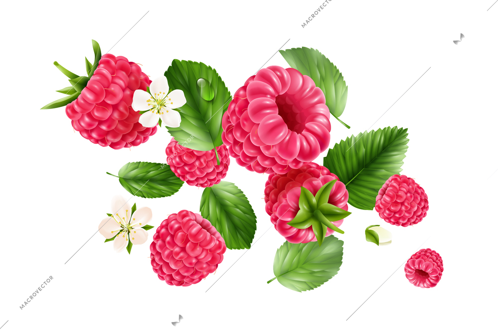 Flying delicious raspberry berries blossomed flowers and leaves realistic colored abstract composition on white background vector illustration