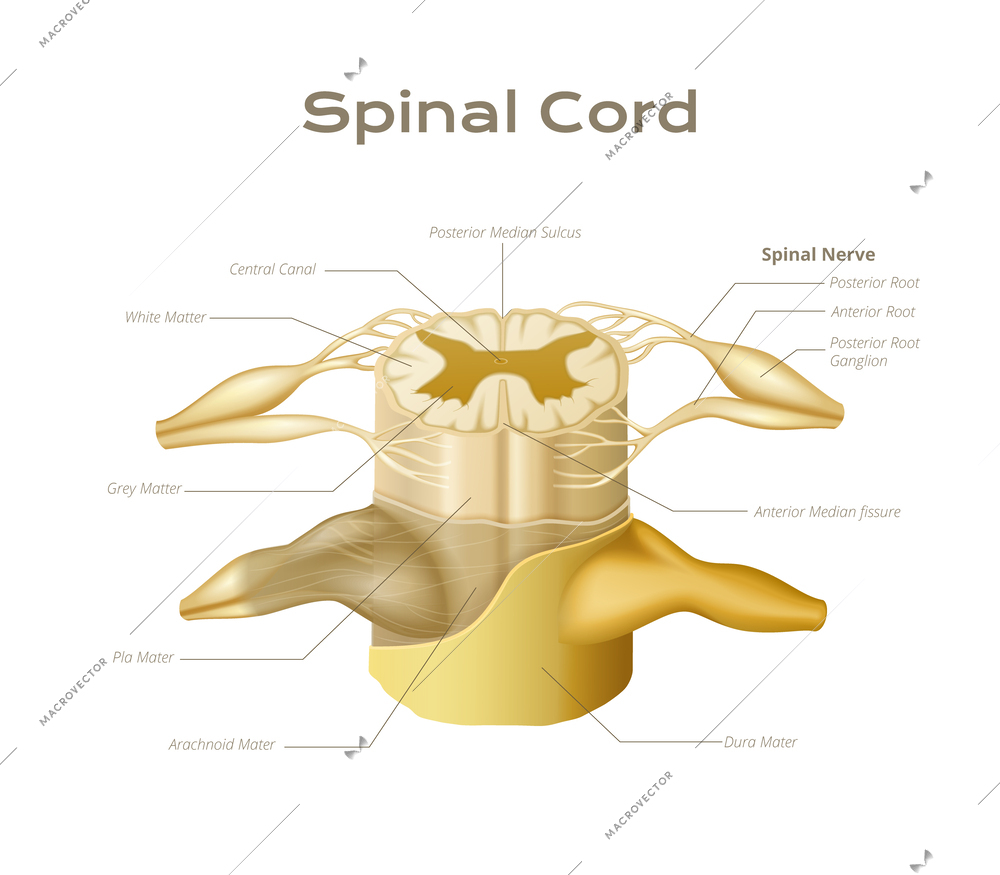Vertebrae spinal cord anatomy infographics with medical educational view of spine segment with editable text captions vector illustration