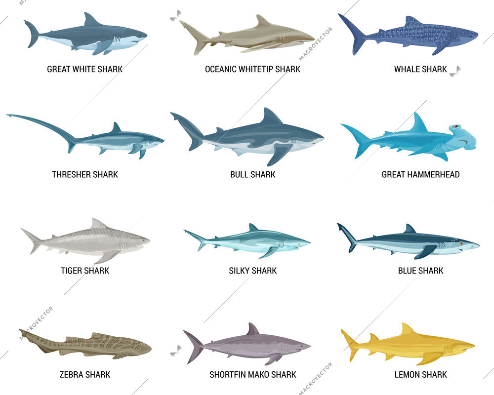 Sharks flat set of isolated icons with text and images of predatory fishes on blank background vector illustration