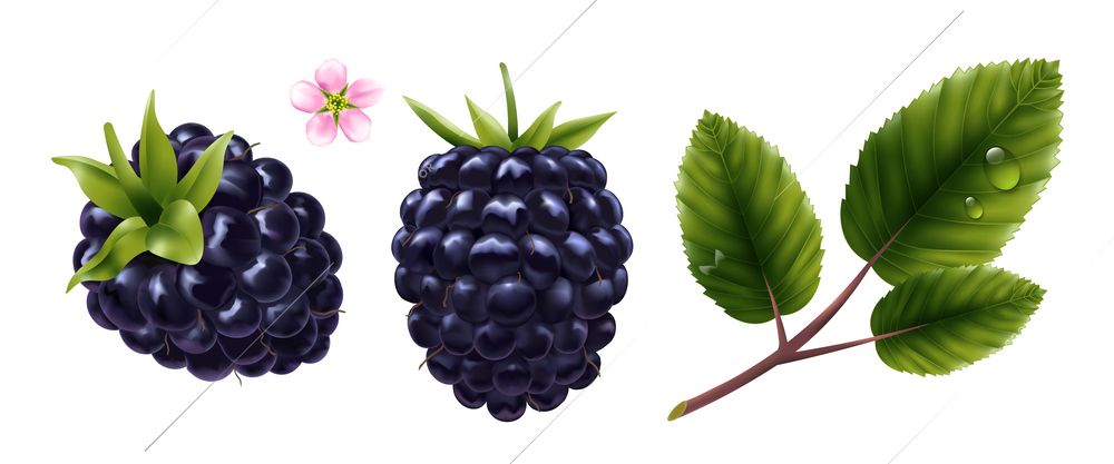 Realistic set of fresh blackberry its flower and leaves with water drops isolated vector illustration