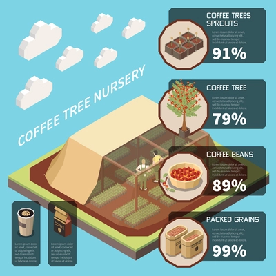 Coffee tree nursery infographics background with information about sprouts beans and packed grains  isometric vector illustration