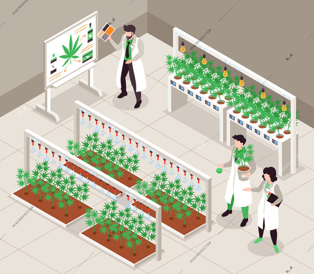 Hemp cultivation isometric  background with people in white lab coats growing cannabis plants indoors 3d vector illustration