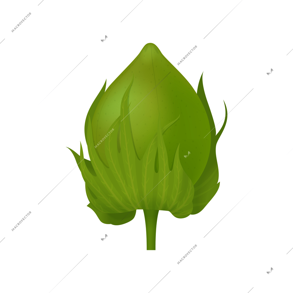 Cotton realistic composition with isolated view of flower bud on blank background vector illustration