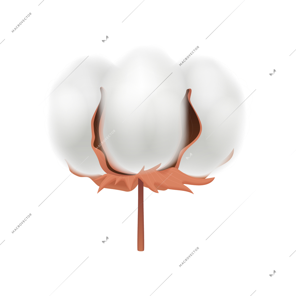 Cotton realistic composition with isolated view of flower bud on blank background vector illustration