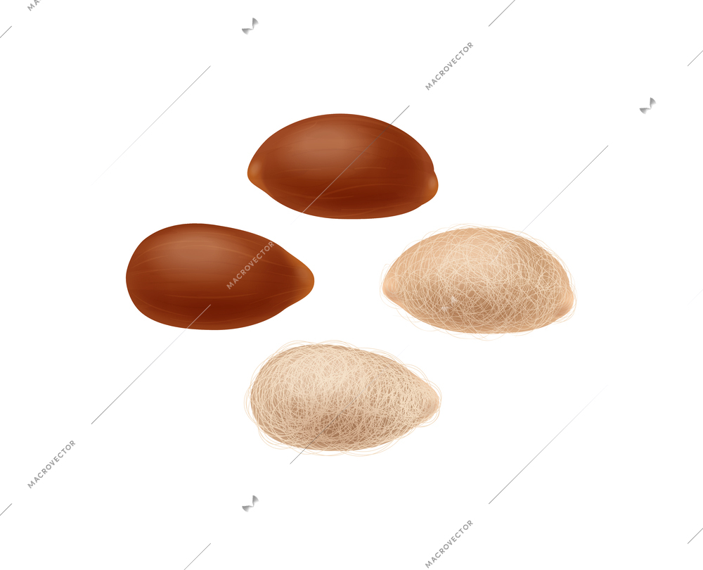 Cotton realistic composition with isolated view of seed on blank background vector illustration