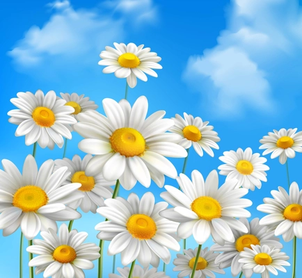 White daisy chamomile flowers on blue sunny summer sky background vector illustration