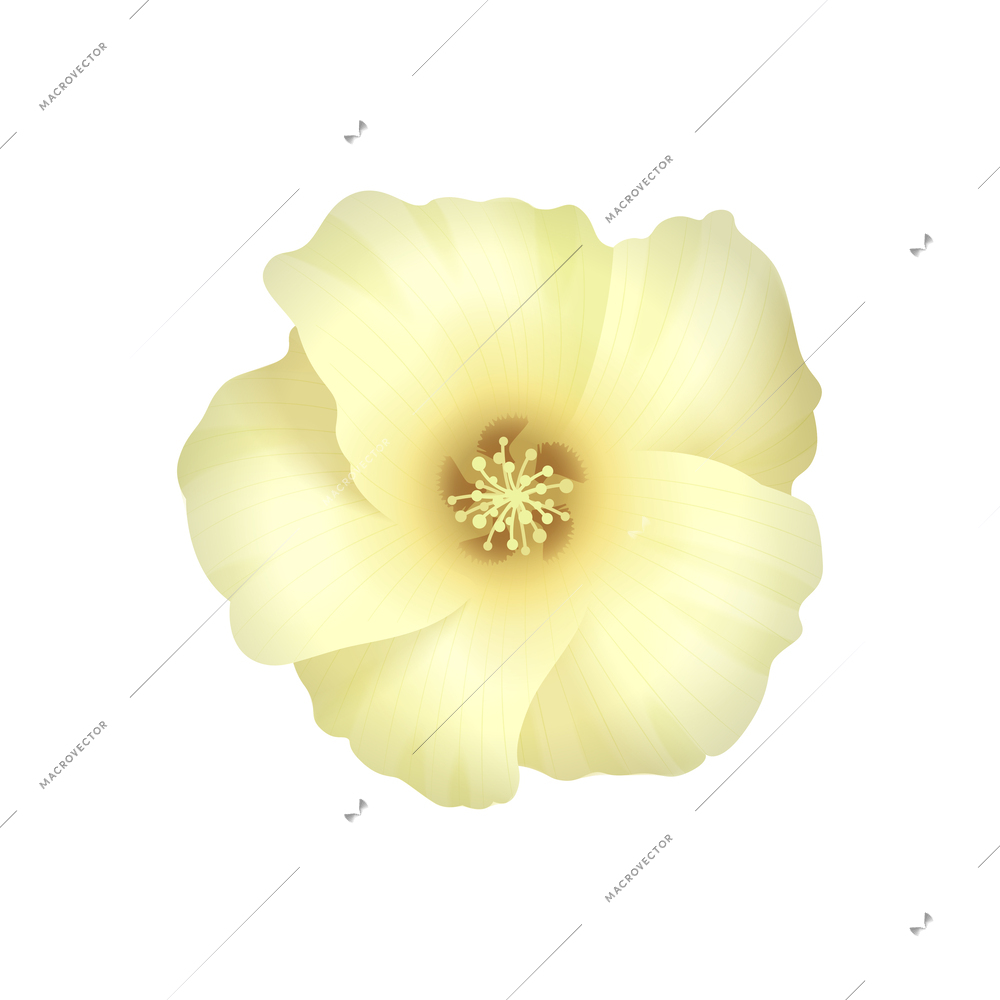 Cotton realistic composition with isolated view of flower bud on blank background vector illustration