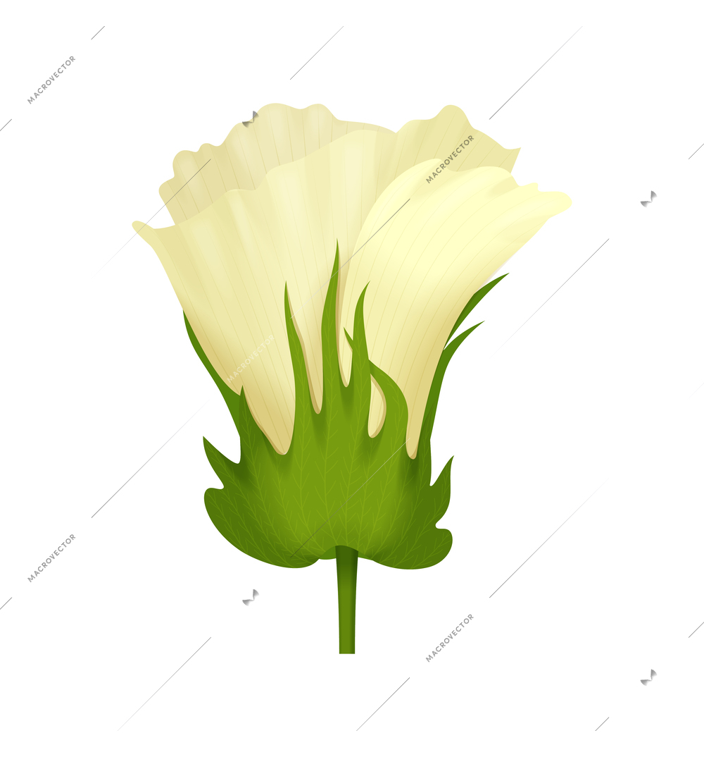 Cotton realistic composition with isolated view of flower bud on blank background vector illustration