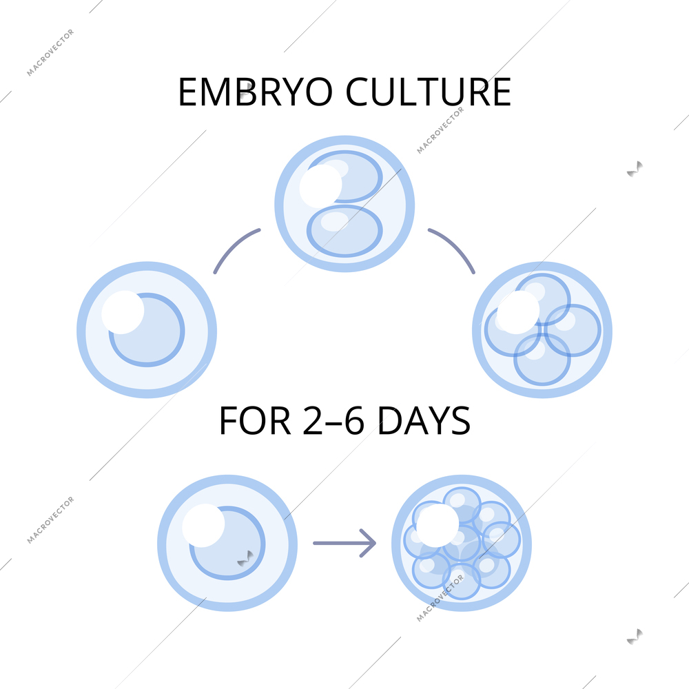 In vitro fertilization ivf flat composition with text captions and artificial insemination icons vector illustration