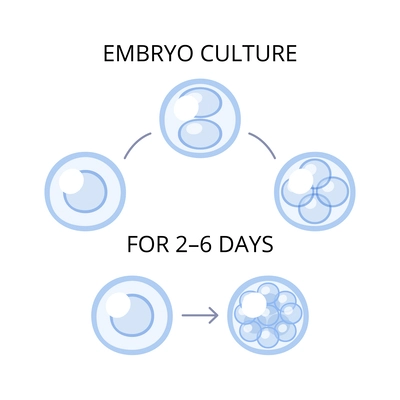 In vitro fertilization ivf flat composition with text captions and artificial insemination icons vector illustration