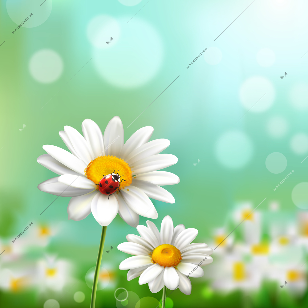 Summer meadow background with realistic daisy flower and ladybug vector illustration