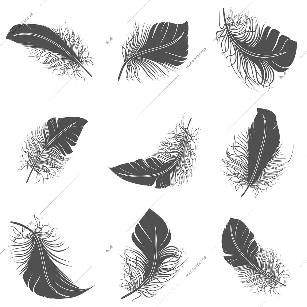 Bird feather black calligraphy literature allegory decorative icons set isolated vector illustration