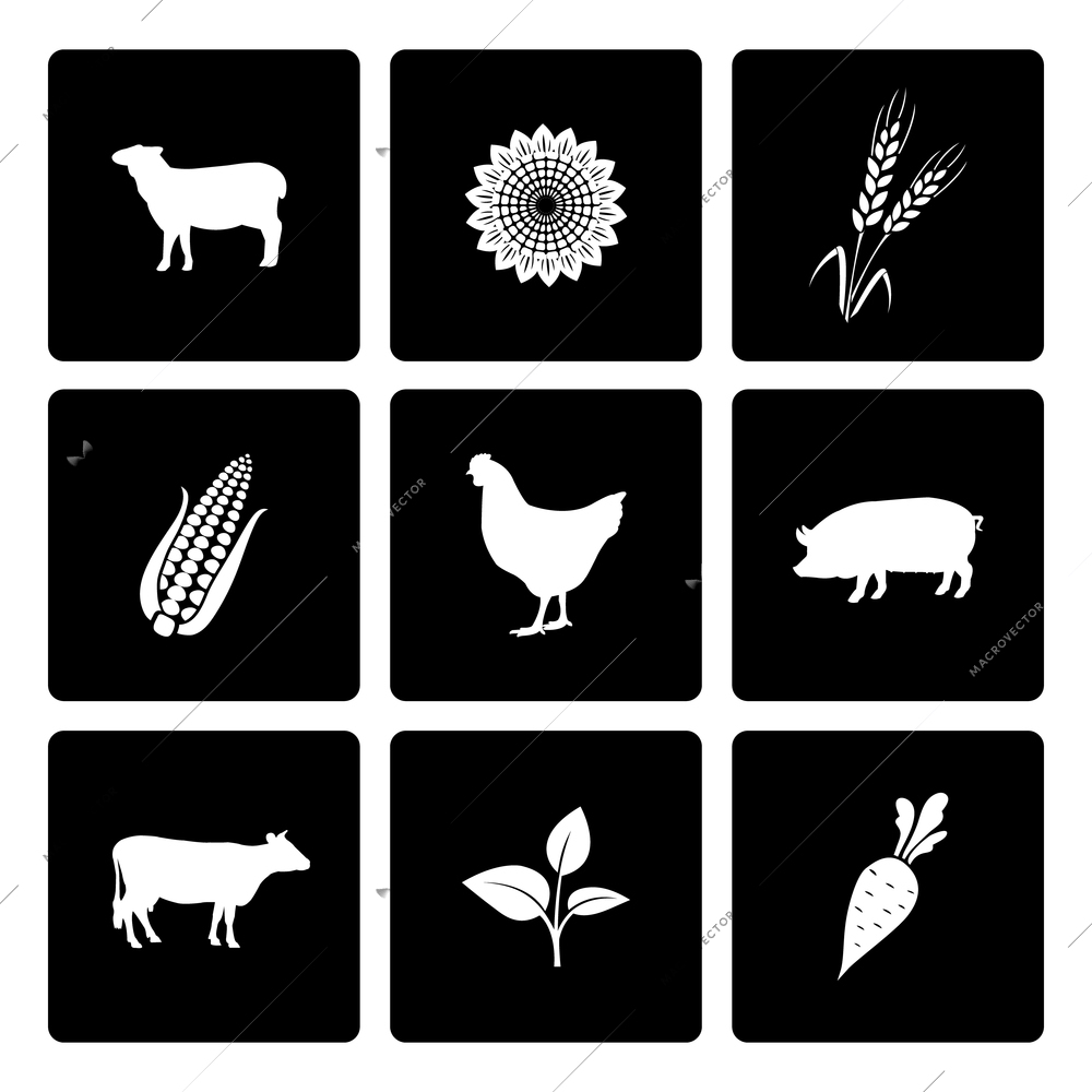 Rural icons set of cow chicken pig corn and wheat vector illustration