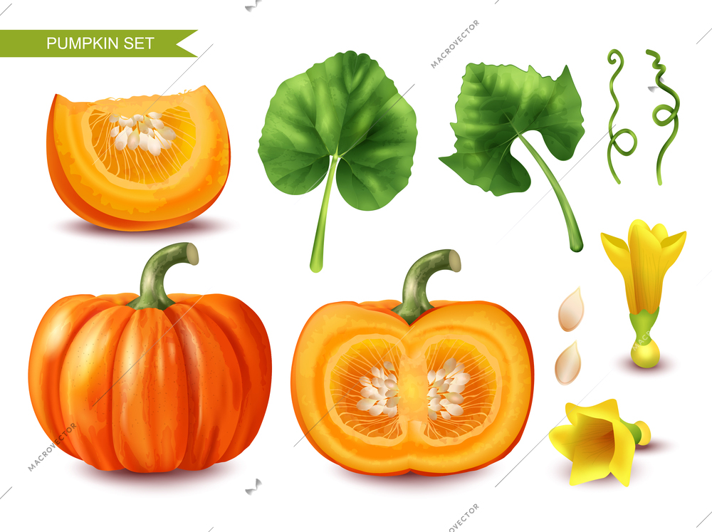 Realistic pumpkin icons set with cut fruits seeds and leaves isolated vector illustration