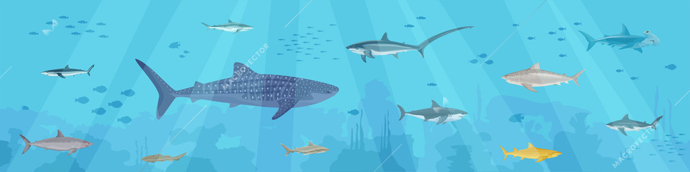 Sharks flat composition with underwater scenery and clusters of small fishes with predatory fishes sea weed vector illustration