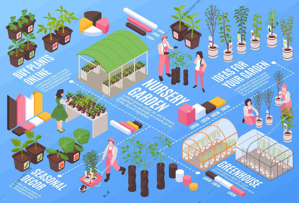 Isometric nursery garden flowchart with plants growing and selling vector illustration