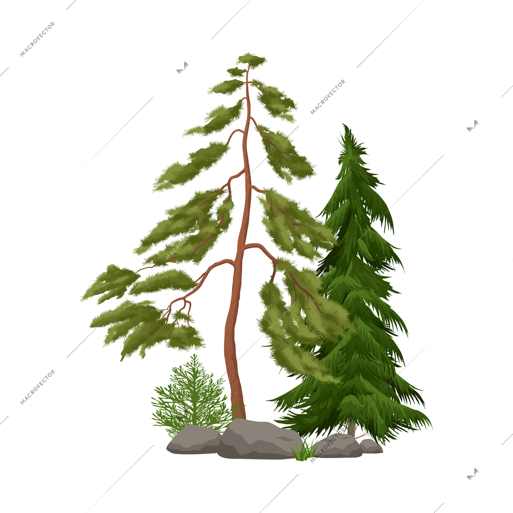 Realistic coniferous trees with stones and bush on white background vector illustration