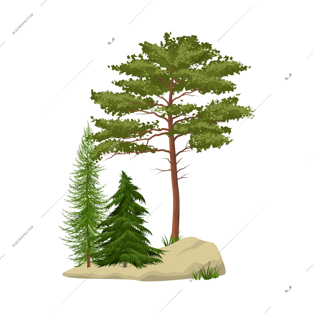 Realistic pine forest elements with green trees on white background vector illustration