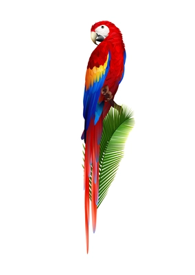 Realistic macaw parrot on green leaf vector illustration